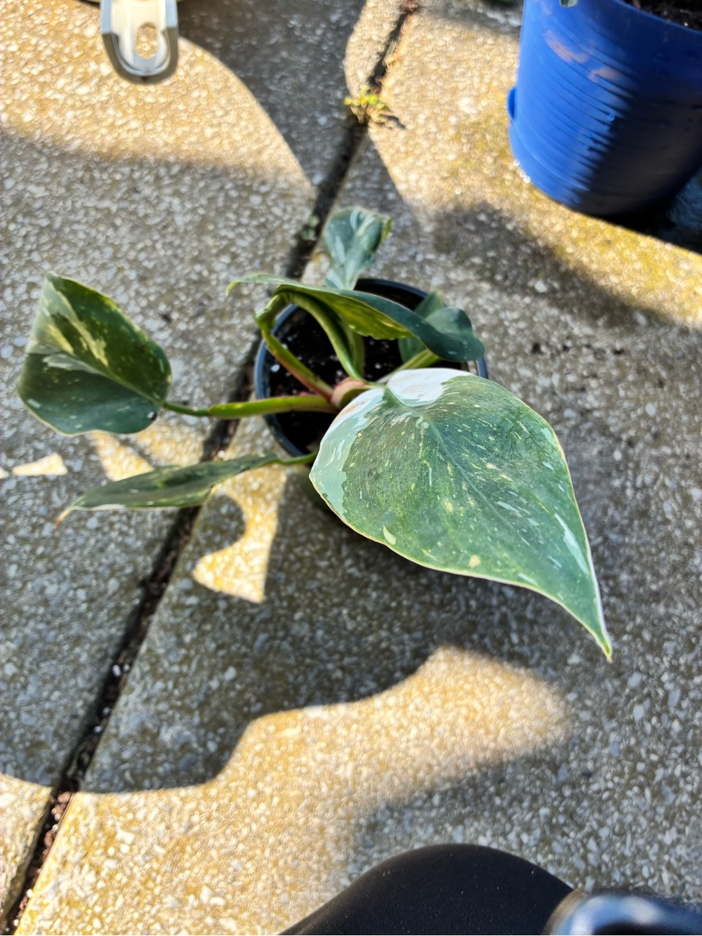 Philodendron 'White Princess' (Philodendron erubescens)